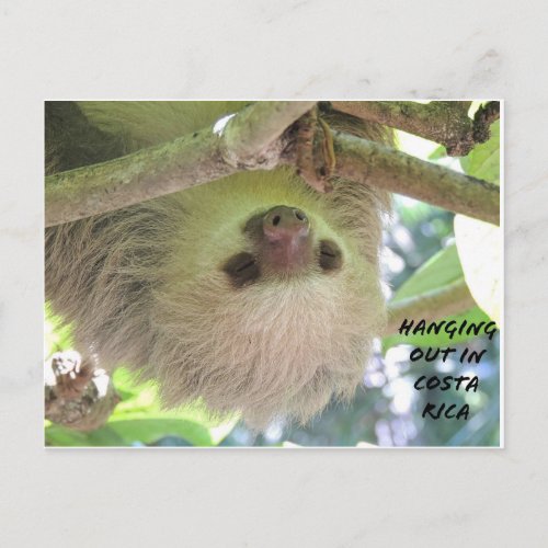 Sloth Hanging Around in Costa Rica Postcard