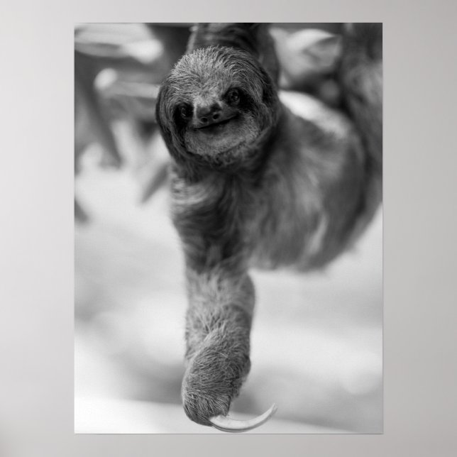 Sloth Hanging From Tree Branch Wildlife Poster (Front)