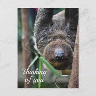 Sloth Hanging Out Edinburgh Zoo Thinking of You Postcard