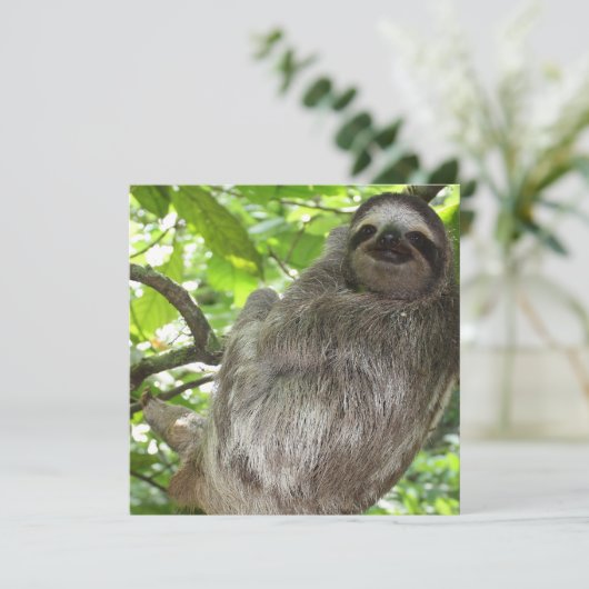 Sloth in Tree (Standing Front)