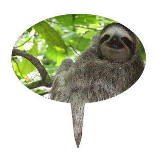Sloth Cake Toppers Zazzle Sloth In Tree Cake Topper