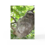 Sloth in Tree Greeting Cards