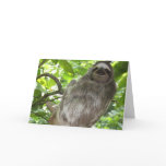 Sloth in Tree Greeting Cards