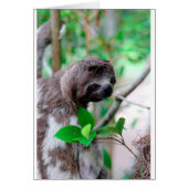 Sloth in tree Nicaragua (Front)