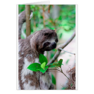 Sloth in tree Nicaragua