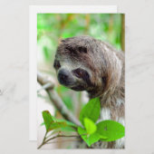 Sloth in tree Nicaragua (Front/Back)