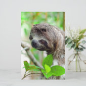 Sloth in tree Nicaragua (Standing Front)