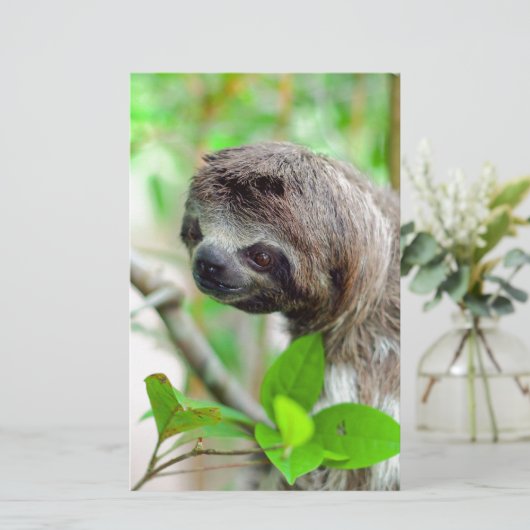 Sloth in tree Nicaragua (Standing Front)