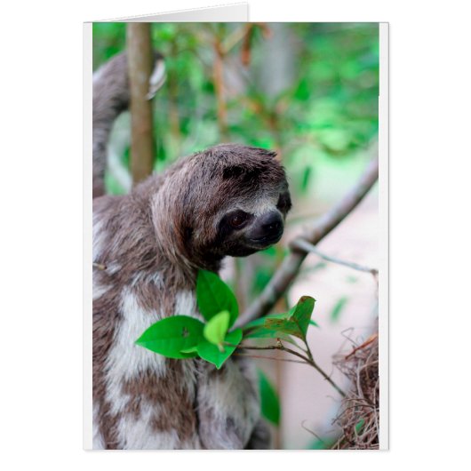 Sloth in tree Nicaragua Cards (Front)