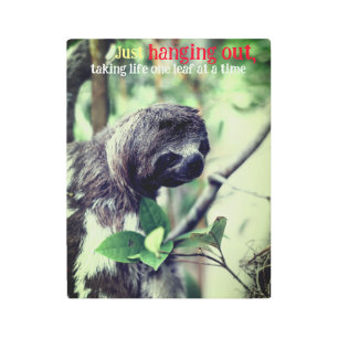 Sloth in tree photo metal print