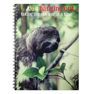 Sloth in tree photo notebook