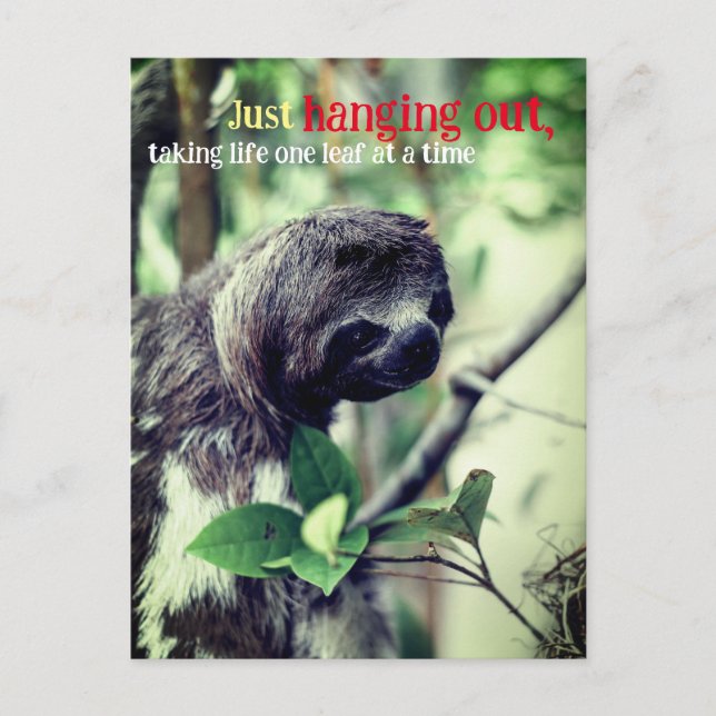 Sloth in tree photo postcard (Front)