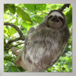 Sloth in Tree Poster