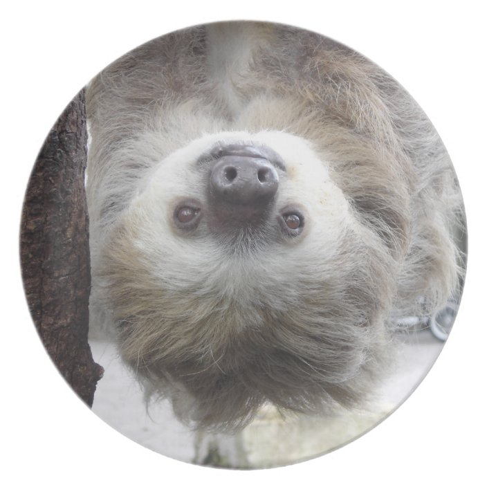 Sloth Melamine Plate | Zazzle.com