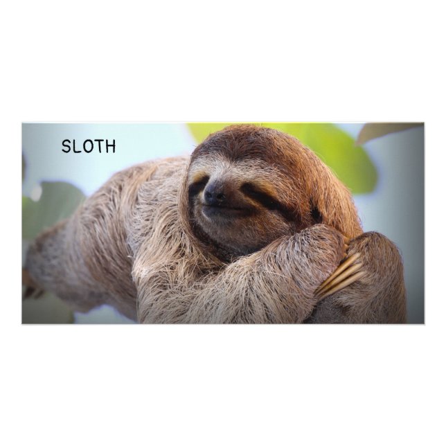 Sloth on tree card (Front)