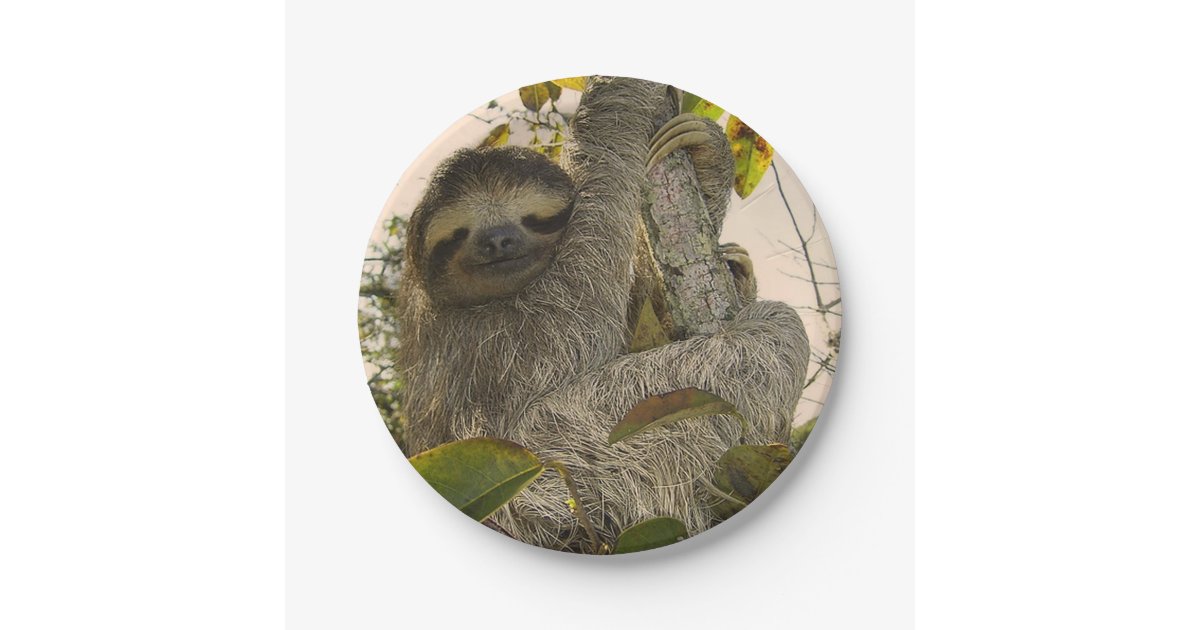 sloth paper plate | Zazzle