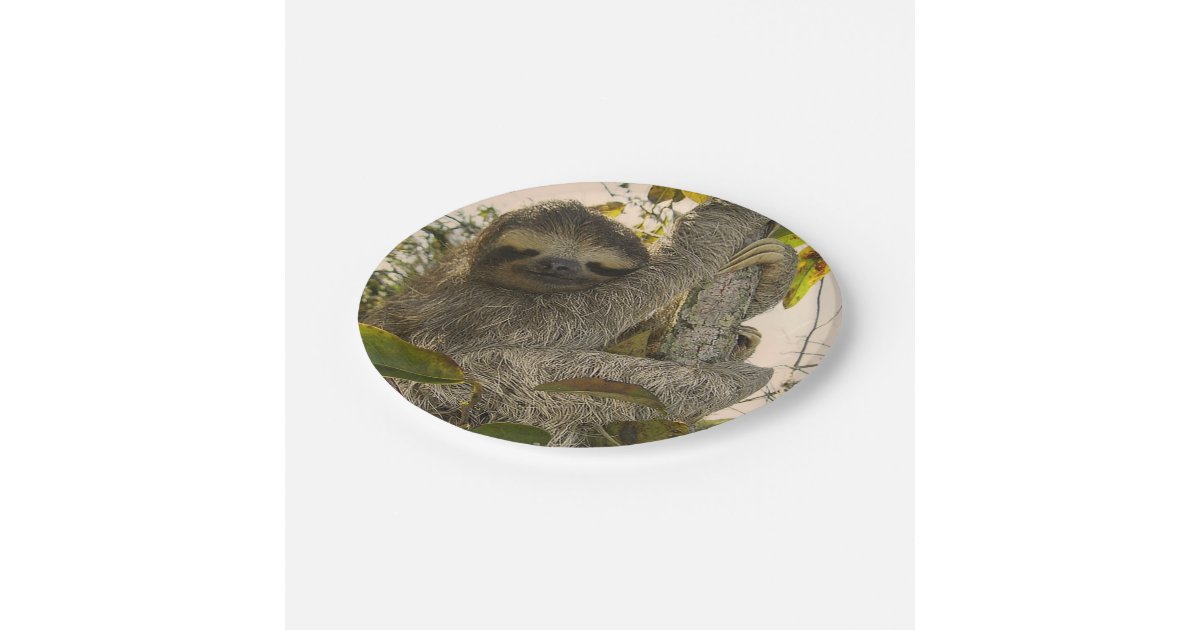 sloth paper plate | Zazzle