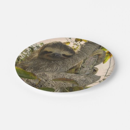 sloth paper plates
