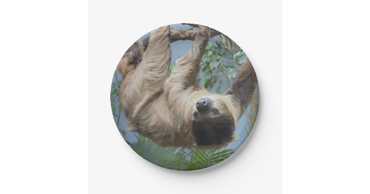 Sloth Paper Plates | Zazzle