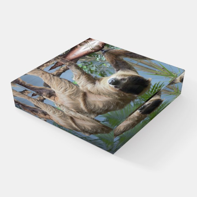 Sloth Paperweight (Angled)