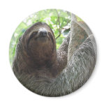 Sloth Photo Design Magnet