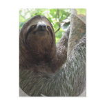 Sloth Photo Design Postcard