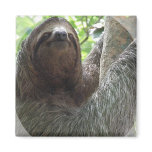 Sloth Photo Design Square Magnet