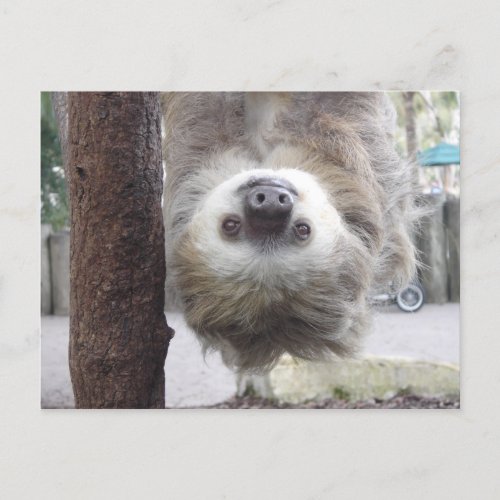 Sloth Postcard