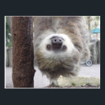 Sloth Postcard<br><div class="desc">An adorable sloth postcard for any day.</div>