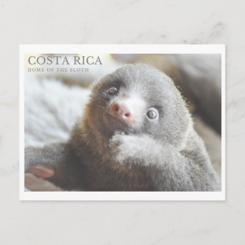 Sloth postcard  Costa Rica souvenir 