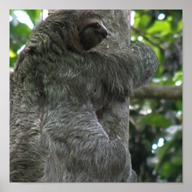 Sloth Poster (Front)