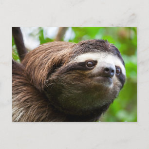 Sloth profile Holiday Postcard