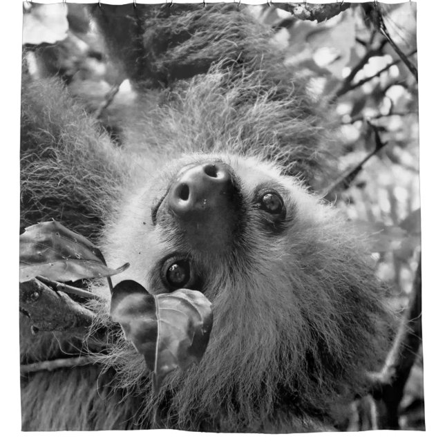 Sloth Shower Curtain (Front)