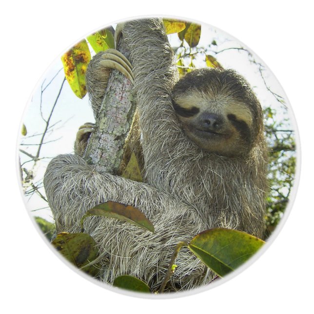 Sloth Up A Tree Ceramic Knob (Front)