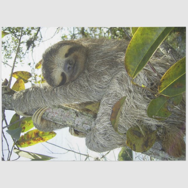 Sloth Up A Tree Tissue Paper (Front)