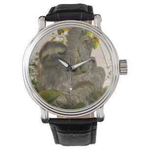 sloth watch