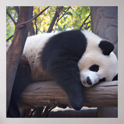 Slothful Panda Photo Print