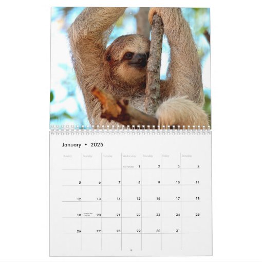 Sloths Calendar Zazzle