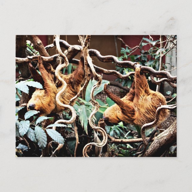 Sloths Postcard (Front)