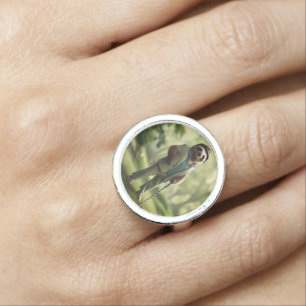 "Slow and Steady: A Sloth Is Dressed for Golf Ring