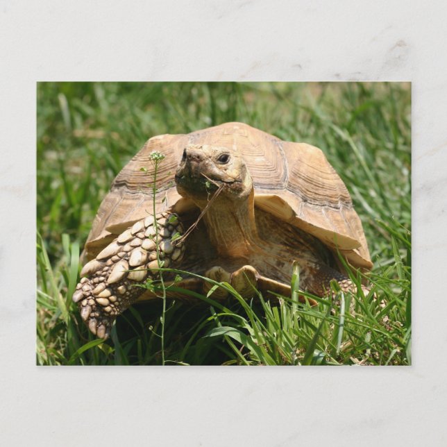 Slow but steady postcard (Front)