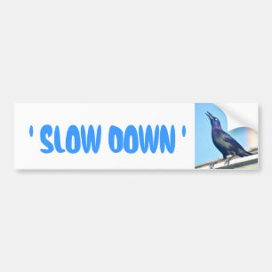 Slow Down bird Bumper Sticker