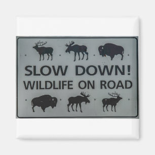 Slow Down! Wildlife on the road Magnet