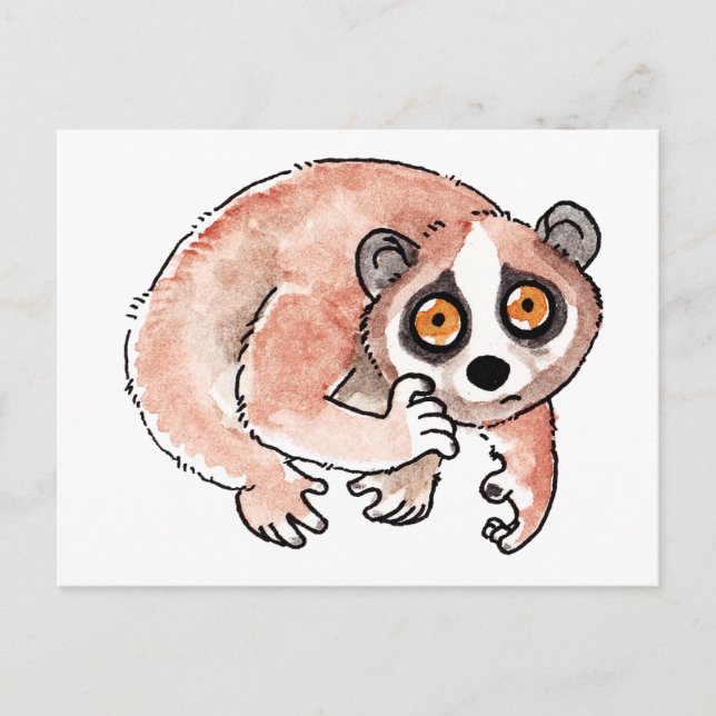 Slow Loris Postcard (Front)
