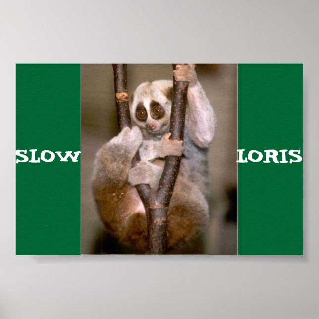 Slow Loris Poster (Front)