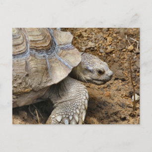 Slow  postcard