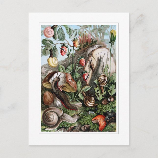 Slugs and Snails Postcard (Front)
