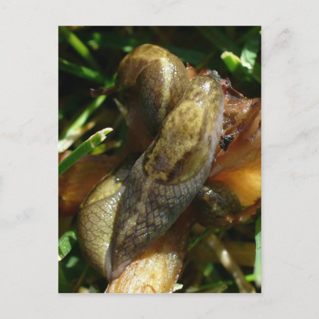 Slugs, Unalaska Island Postcard (Front)