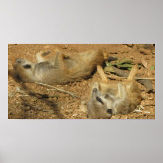 Slumbering Meerkats poster