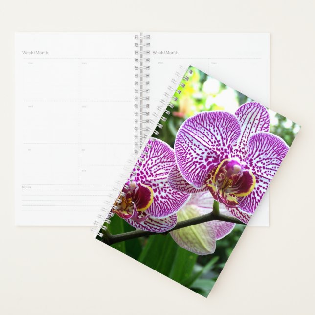 Sm Planner Purple Striped Orchids (Display)